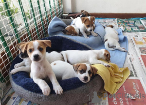 Photo №2 to announcement № 125097 for the sale of jack russell terrier - buy in Germany private announcement