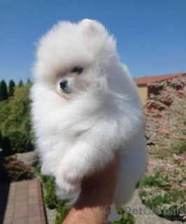 Additional photos: pomeranian