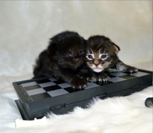 Photo №2 to announcement № 1232 for the sale of maine coon - buy in Belarus from nursery, breeder
