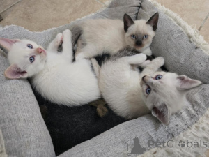 Photo №1. siamese cat - for sale in the city of HaiterBach | 329$ | Announcement № 149169