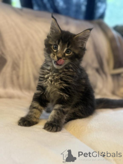 Photo №2 to announcement № 143864 for the sale of maine coon - buy in United States private announcement