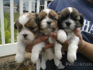 Photo №2 to announcement № 136960 for the sale of shih tzu - buy in Switzerland breeder
