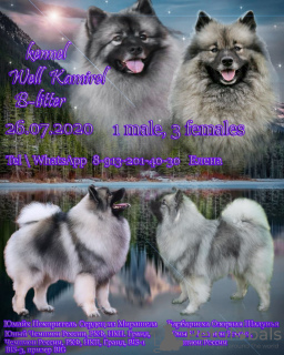 Photo №1. german spitz - for sale in the city of Novosibirsk | negotiated | Announcement № 7471