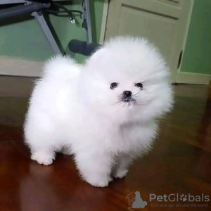 Photo №1. pomeranian - for sale in the city of Manila | negotiated | Announcement № 75305
