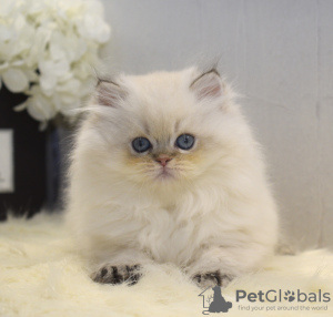 Photo №2 to announcement № 33077 for the sale of british longhair - buy in Ukraine from nursery