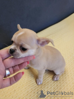 Additional photos: Mini Chihuahuas