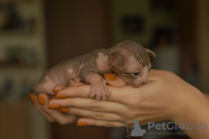 Photo №2 to announcement № 120787 for the sale of sphynx-katze - buy in Latvia private announcement