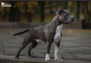 Photo №2. Mating service american staffordshire terrier. Price - 500$