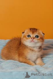 Photo №3. Kocięta rasy Scottish Fold dostępne na sprzedaż. Poland