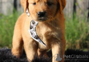 Photo №1. golden retriever - for sale in the city of Seinäjoki | Is free | Announcement № 128230