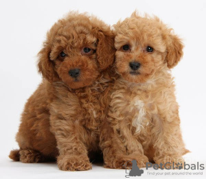 Photo №1. non-pedigree dogs - for sale in the city of Larnaca | 740$ | Announcement № 103934