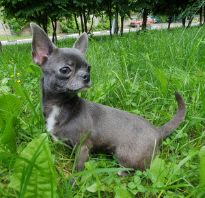 Photo №4. I will sell chihuahua in the city of Москва. from nursery, breeder - price - 402$