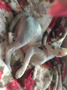 Photo №1. sphynx-katze - for sale in the city of Lipetsk | negotiated | Announcement № 4801