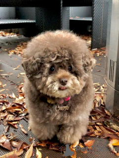 Photo №1. poodle (toy) - for sale in the city of Hanko | negotiated | Announcement № 160247