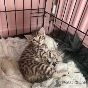 Photo №1. bengal cat - for sale in the city of Maintal | 392$ | Announcement № 167250