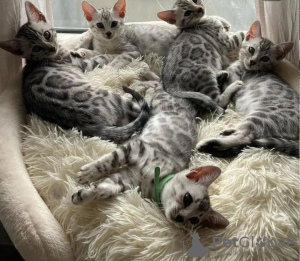 Photo №1. bengal cat - for sale in the city of Paterson | 550$ | Announcement № 113453