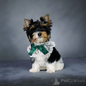 Photo №3. Beaver. Georgia