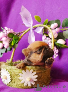 Photo №3. Petit Brabançon puppies. Russian Federation