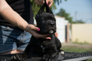 Photo №4. I will sell cane corso in the city of Москва. from nursery, breeder - price - negotiated