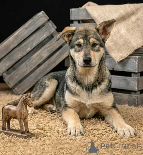 Photo №4. I will sell non-pedigree dogs in the city of Moskova. private announcement - price - Is free