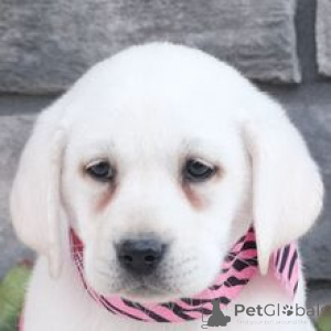 Photo №2 to announcement № 166027 for the sale of labrador retriever - buy in Germany breeder