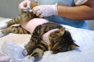 Photo №1. Veterinarian Services in the city of Balakovo. Price - 19$. Announcement № 5220