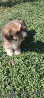 Photo №3. Havanese Bichon puppies. Serbia