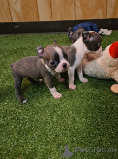 Photo №1. boston terrier - for sale in the city of Dudeldorf | negotiated | Announcement № 174971