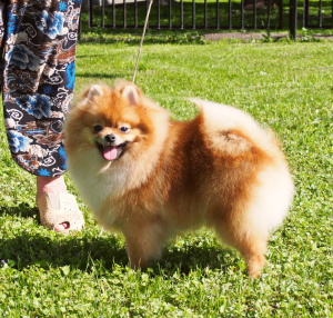 Photo №4. I will sell pomeranian in the city of Москва. from nursery, breeder - price - 938$