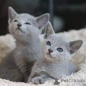 Photo №2 to announcement № 161057 for the sale of russian blue - buy in Finland private announcement, breeder