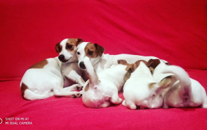 Photo №2 to announcement № 1235 for the sale of jack russell terrier - buy in Russian Federation from nursery