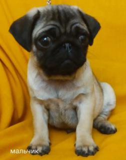 Photo №1. pug - for sale in the city of Minsk | negotiated | Announcement № 2206