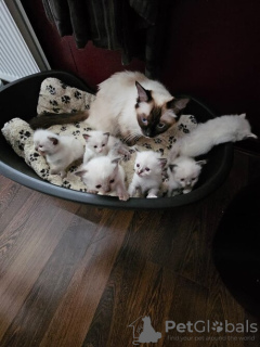 Photo №2 to announcement № 133177 for the sale of ragdoll - buy in France private announcement