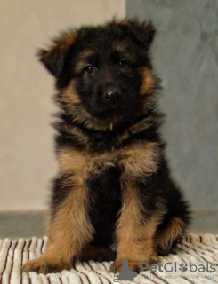 Photo №1. german shepherd - for sale in the city of Krivoy Rog | 600$ | Announcement № 9145