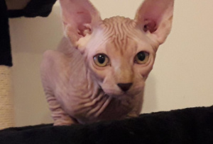 Photo №2 to announcement № 870 for the sale of sphynx cat - buy in France breeder