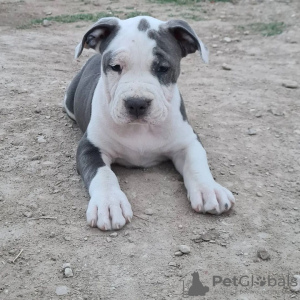 Photo №1. american staffordshire terrier - for sale in the city of Riga | 370$ | Announcement № 83365