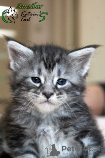 Photo №4. I will sell maine coon in the city of St. Petersburg. private announcement, from nursery, breeder - price - 757$