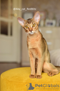 Photo №4. I will sell abyssinian cat in the city of Rostov-on-Don. from nursery, breeder - price - 716$