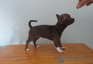 Photo №1. chihuahua - for sale in the city of Малага | 624$ | Announcement № 20554
