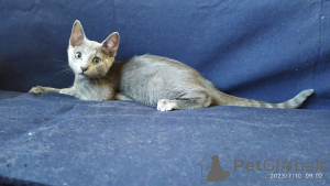 Photo №4. I will sell russian blue in the city of Kiev. private announcement - price - 200$