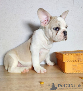 Photo №1. french bulldog - for sale in the city of Tallinn | negotiated | Announcement № 127131