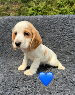 Photo №1. english cocker spaniel - for sale in the city of Pano Lefkara | negotiated | Announcement № 168859