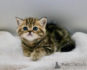 Photo №1. scottish fold - for sale in the city of Berlin | negotiated | Announcement № 158758