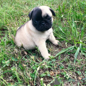 Photo №1. pug - for sale in the city of Abraham | negotiated | Announcement № 158374