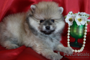 Photo №4. I will sell pomeranian in the city of Москва. breeder - price - 456$