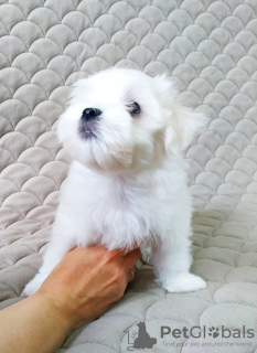 Photo №2 to announcement № 41065 for the sale of maltese dog - buy in Russian Federation private announcement