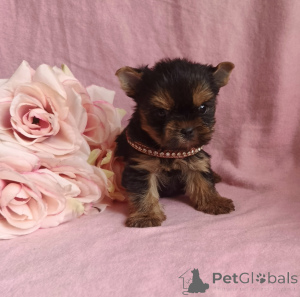 Photo №2 to announcement № 164779 for the sale of yorkshire terrier - buy in Russian Federation private announcement