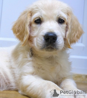 Photo №2 to announcement № 68043 for the sale of golden retriever - buy in Netherlands private announcement, from nursery