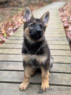 Photo №1. german shepherd - for sale in the city of Luxembourg | negotiated | Announcement № 163767