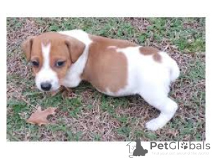Photo №3. Registered Jack Russell Puppies Are Finally Here! . France
